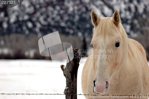 Image of Blonde Mare