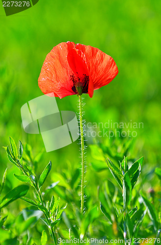 Image of Red poppy (Papaver rhoeas) with out of focus field 