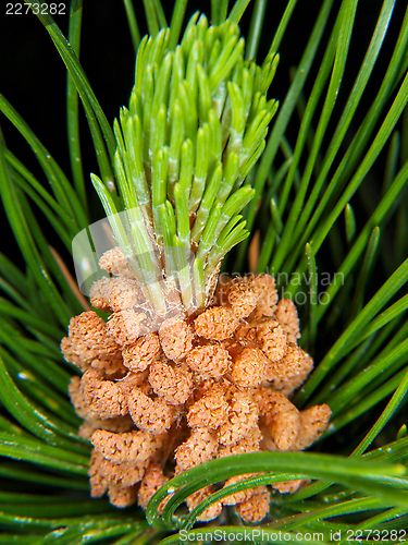 Image of Spruce tree pollen