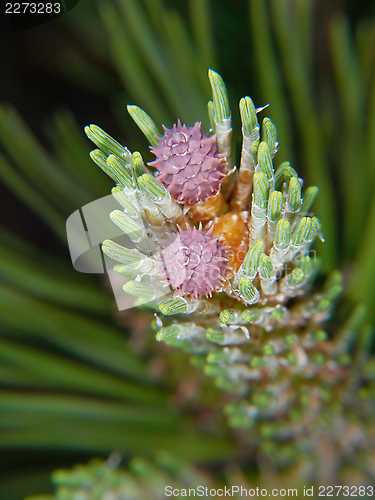 Image of Spruce tree flower