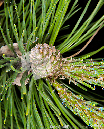 Image of Fresh spruce cone