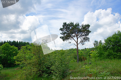 Image of Landscape