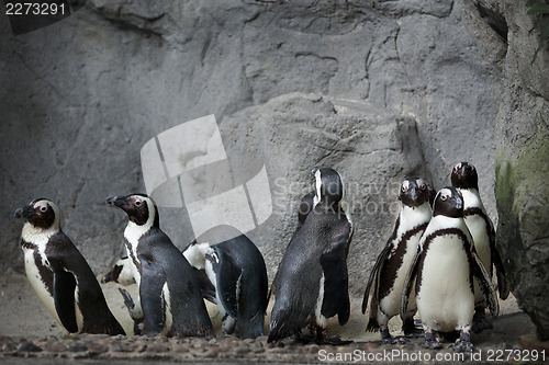 Image of Group of penguins on the rocks background