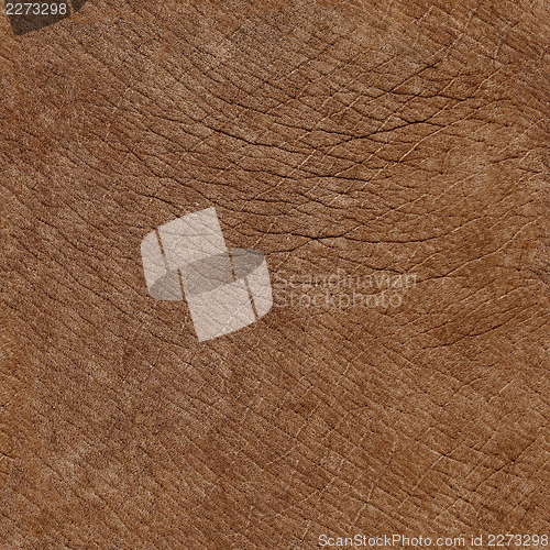 Image of Elephant skin seamless natural texture