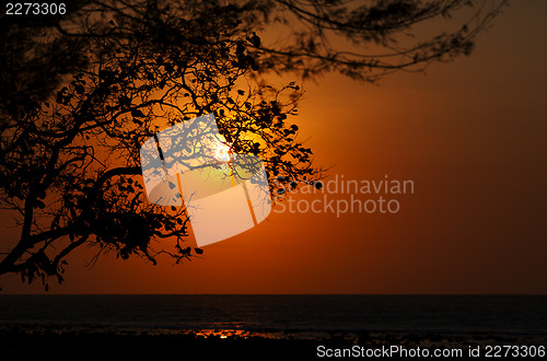 Image of Sunset on the ocean - sun is shining through tree