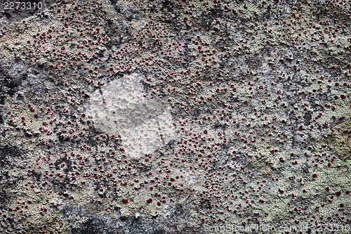 Image of Rock surface with lichen