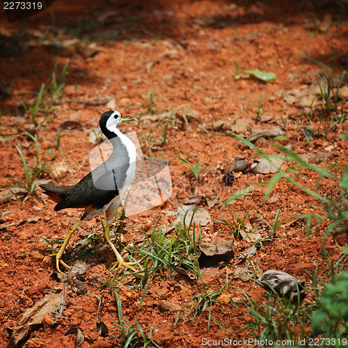 Image of White Breasted Waterhen