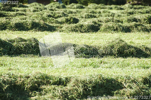 Image of Cut green grass