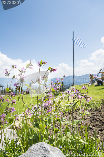 Image of Flowers in alps