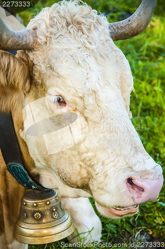 Image of Bavaria cow