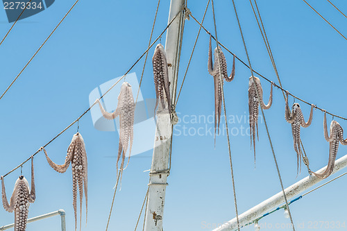 Image of Hanged squid