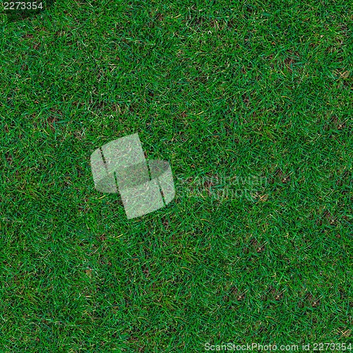 Image of Grass. Seamless Texture.