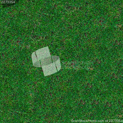 Image of Grass. Seamless Texture.