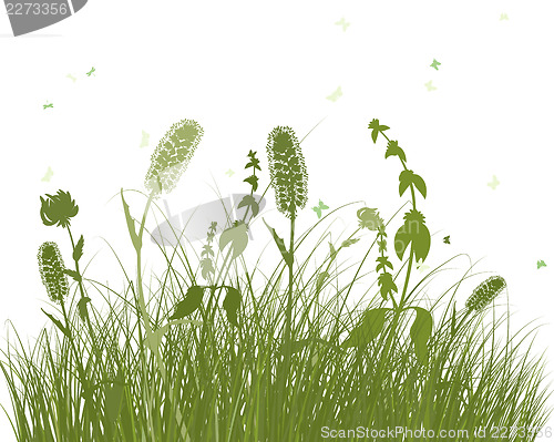 Image of Summer meadow 