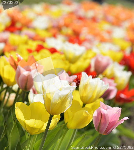 Image of Tulip Flowers With Sunlight