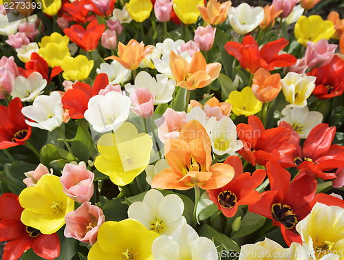 Image of Field Of Tulip Flowers 