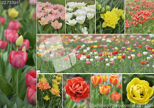 Image of Tulip Flowers Collection