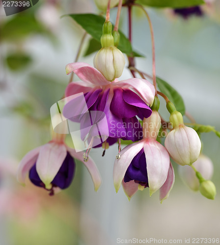 Image of  Fuchsia Flowers 