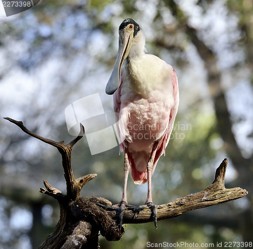 Image of Roseate Spoonbill Perching