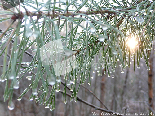 Image of Winter forest