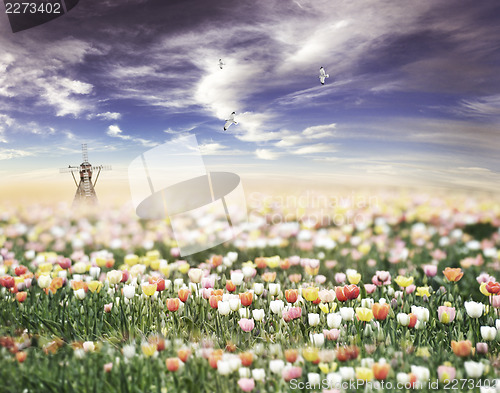 Image of Tulips Field At Sunset