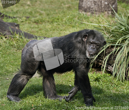 Image of Chimpanzee