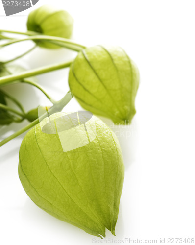Image of Tomatillo 