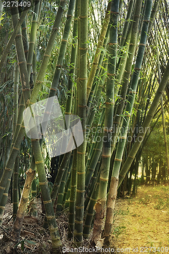 Image of Bamboo Forest 