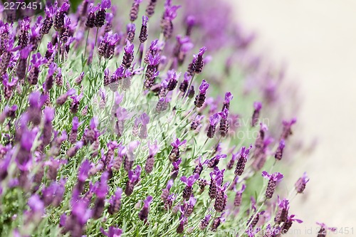 Image of blooming lavender