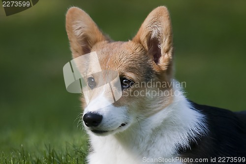 Image of corgi head