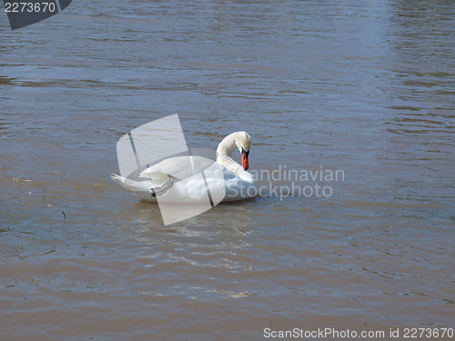 Image of Swan bird