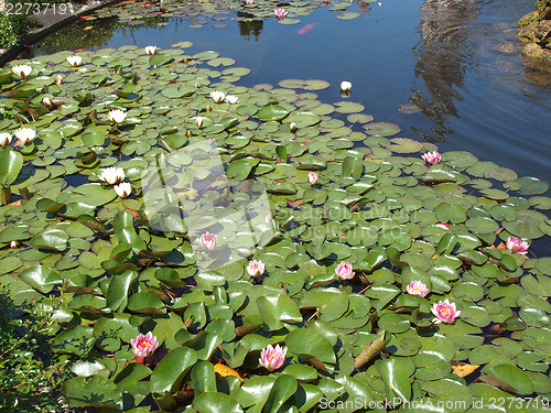 Image of Waterlily