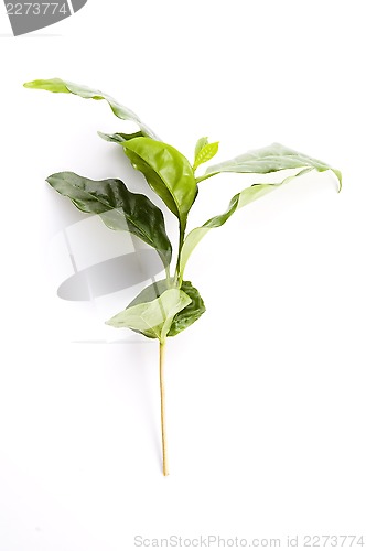 Image of Leaves coffee tree isolated on white 