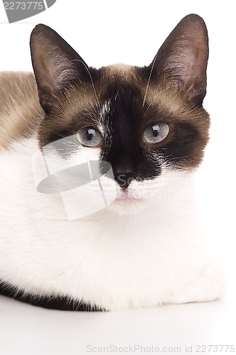 Image of Cat isolated over white background. Animal portrait.