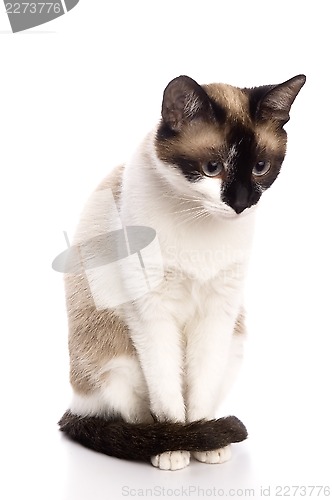 Image of Cat isolated over white background. Animal portrait.
