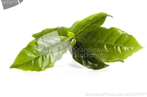 Image of Leaves coffee tree isolated on white 