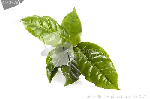 Image of Leaves coffee tree isolated on white 