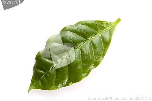 Image of Leaves coffee tree isolated on white 