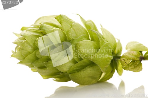 Image of Hop cone and leaves on white background 