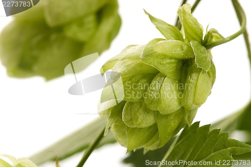 Image of Hop cone and leaves on white background 