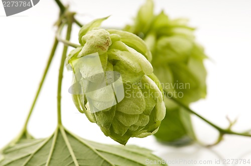 Image of Hop cone and leaves on white background 