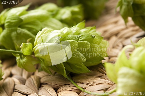 Image of Hop cone and leaves