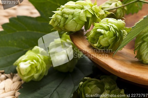 Image of Hop cone and leaves