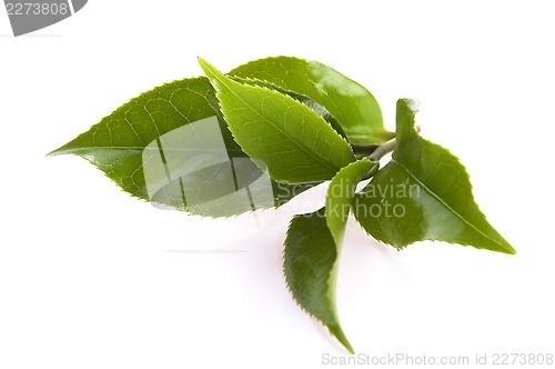 Image of fresh tea leaves isoalted on the white background