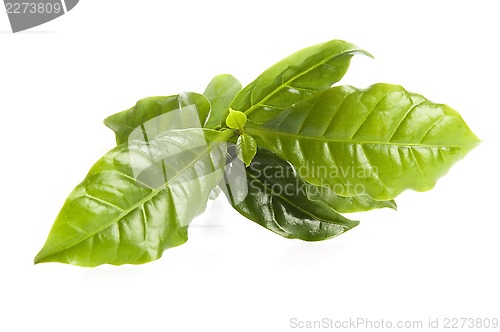 Image of Leaves coffee tree isolated on white 