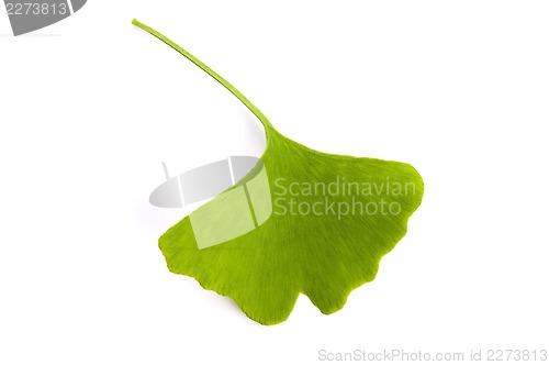 Image of Ginkgo biloba leaf isolated on white