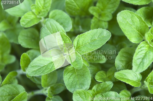 Image of Growing mint leaves