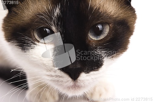 Image of Cat isolated over white background. Animal portrait.