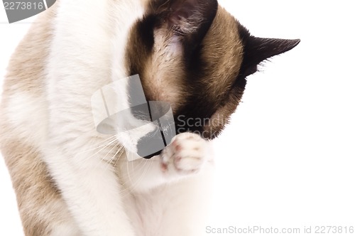 Image of Cat isolated over white background. Animal portrait.