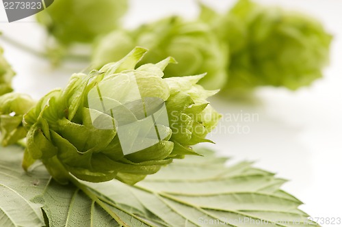 Image of Hop cone and leaves on white background 